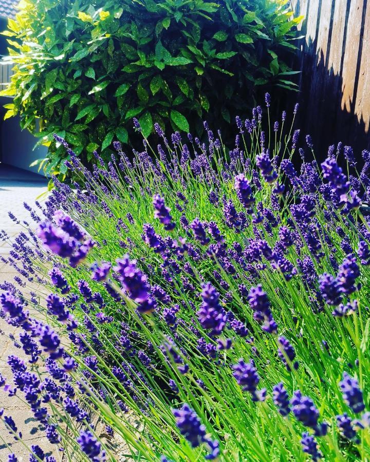 Ferienwohnung Lavanda Rust Bagian luar foto